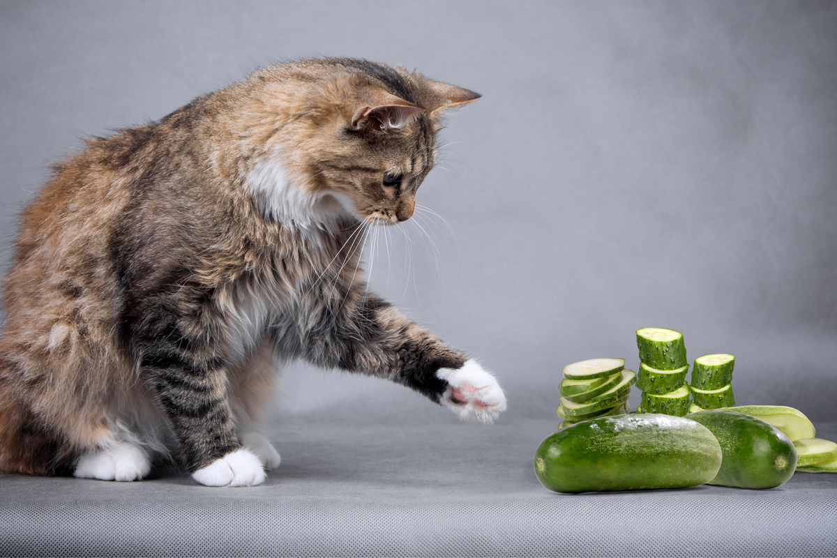 Cat 2025 cucumber prank