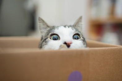 curious cat in box