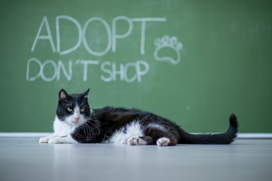 11 Reasons to 'Adopt Don't Shop'