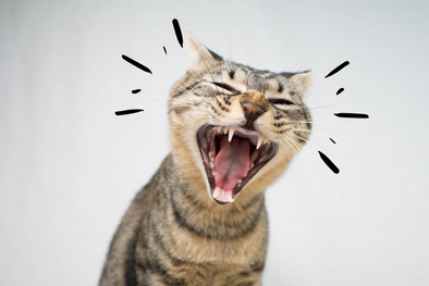 WHY IS MY CAT STRESSED? HOW CAN I REDUCE MY CAT'S ANXIETY?