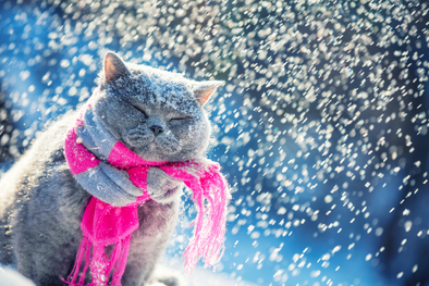 SIMPLE WAYS TO KEEP YOUR CAT WARM THIS WINTER