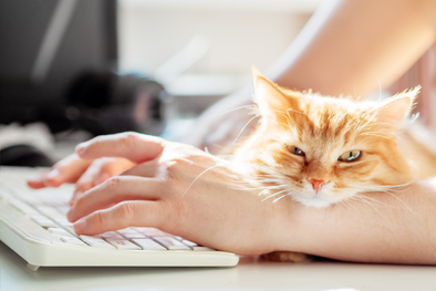 WORKING FROM HOME WITH A CAT – USEFUL TIPS AND TRICKS!