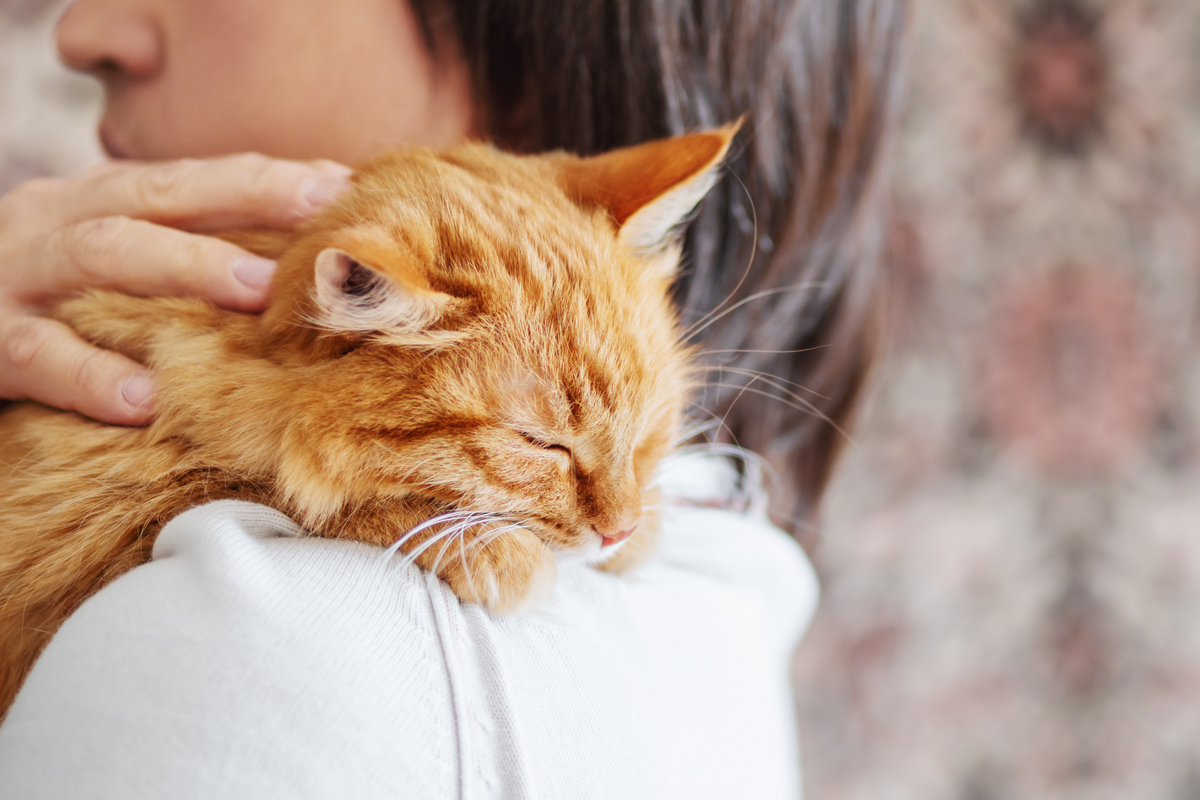 6 Resons Why You Need a Cat in Your Life | Pettiny