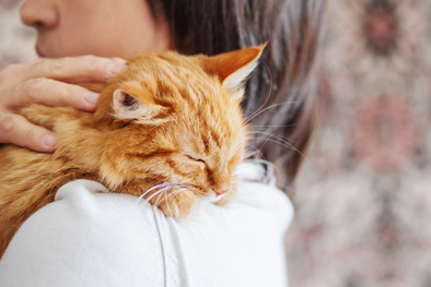 6 Resons Why You Need a Cat in Your Life